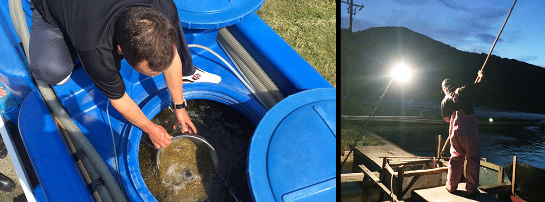 車海老養殖事業