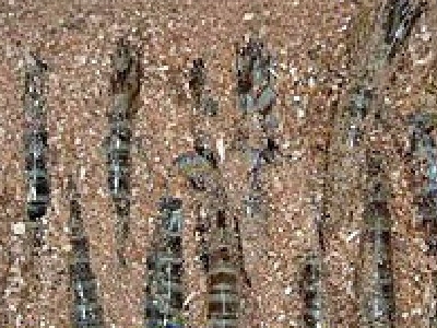 保温、保湿のためおがくずと一緒に送ります。